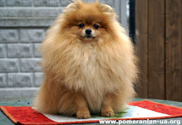 pomeranian