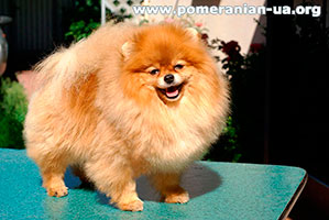 pomeranian
