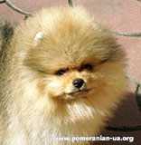 pomeranian SHMEL'  Elenhouse