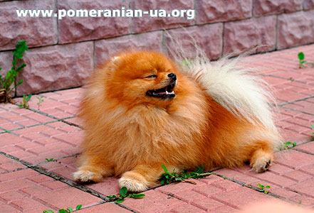pomeranian SHMEL'  Elenhouse