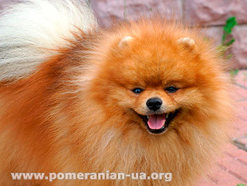 pomeranian SHMEL'  Elenhouse
