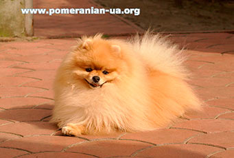����������� ���� VINCENT ELENHOUSE ����