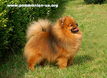 pomeranian DZHOKER Elenhouse