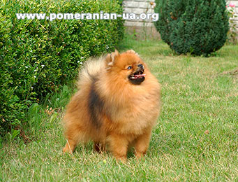 pomeranian DZHOKER Elenhouse