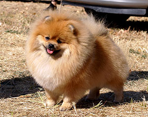 pomeranian FAVOURATE Elenhouse