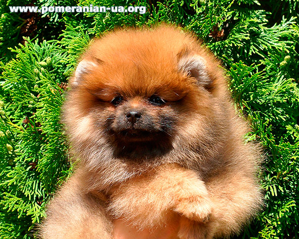 pomeranian FIKKE Elenhouse