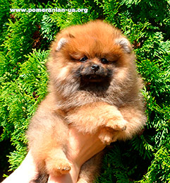 pomeranian FIKKE Elenhouse