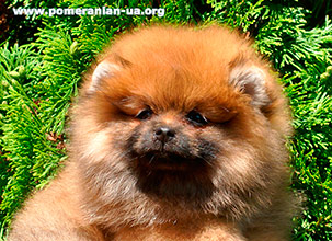 pomeranian FIKKE Elenhouse