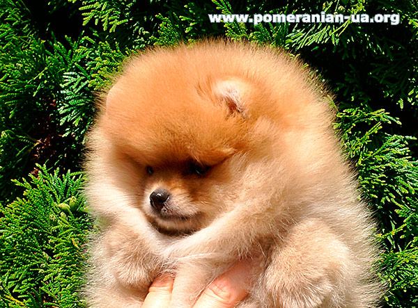pomeranian FERRARA Elenhouse