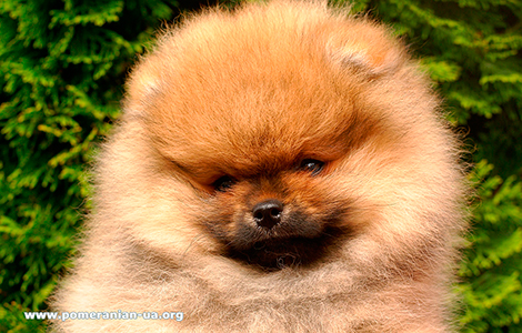pomeranian