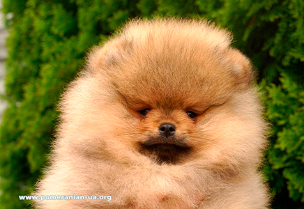 pomeranian