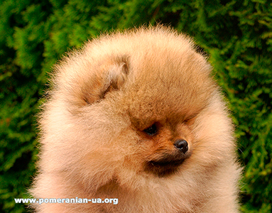 pomeranian