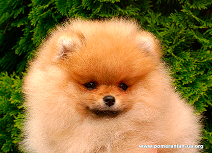 pomeranian