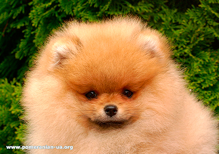 pomeranian