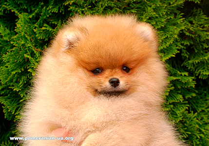 pomeranian