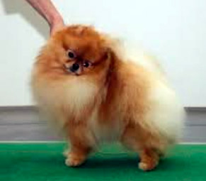 pomeranian ALLMAX POM TSUNAMI
