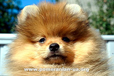 pomeranian