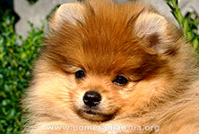pomeranian