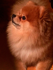 pomeraniane