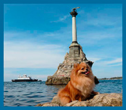 pomeranian
