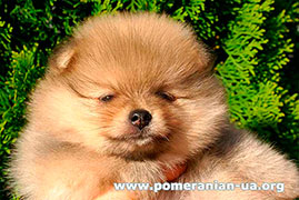 pomeranian