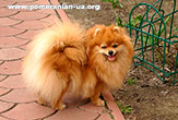 pomeranian