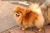 pomeranian