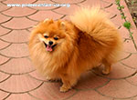 pomeranian