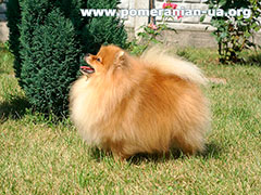 pomeranian