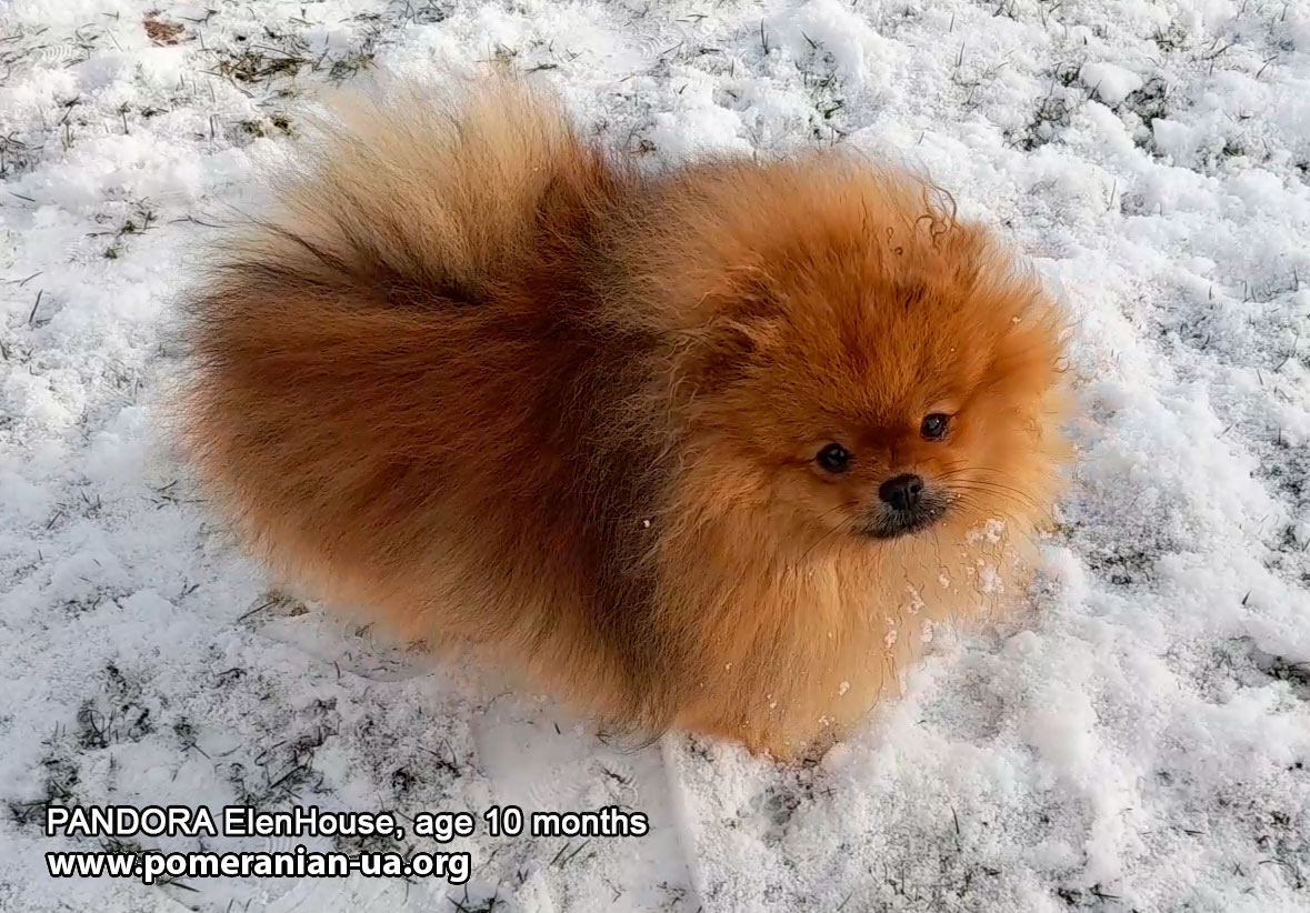 pomeranian