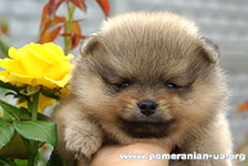 pomeranian