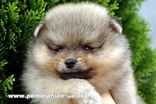 pomeranian
